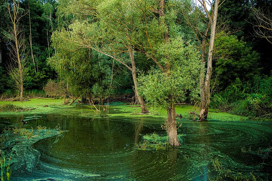 Swamp, Forest, Nature, Pond, Lake, Creek, Water, Moss, Trees, Foliage