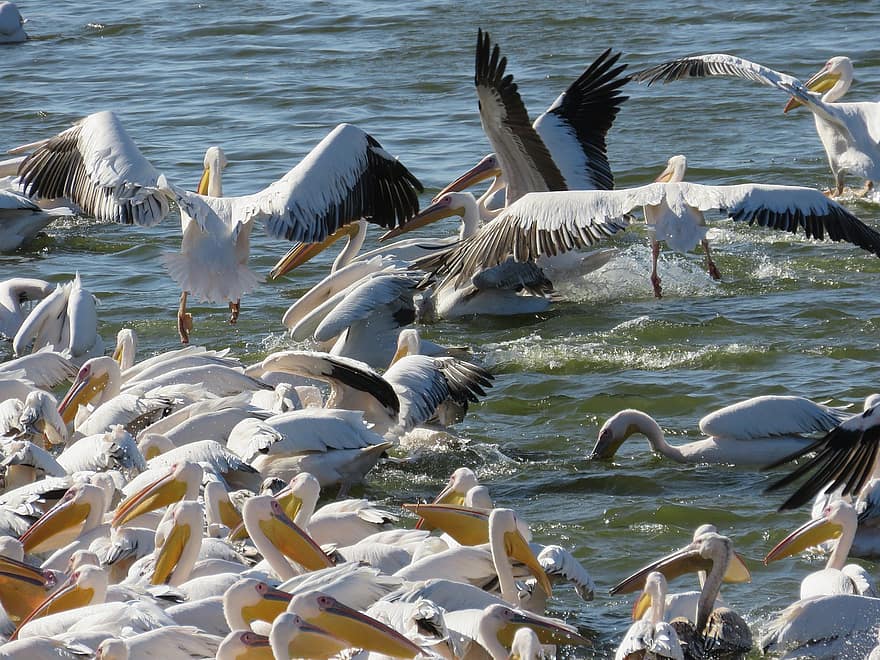 passarinhos, pelicano, ornitologia, espécies, fauna, aviária, animal