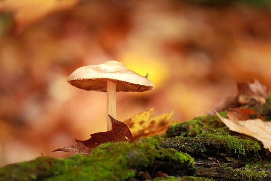 гриб, грибок, мох, деревянный пол, природа, падать, осень, лес