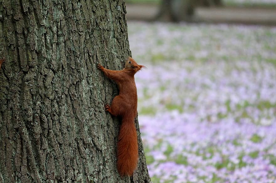 veveriţă, veveriță, rozător, copac, trompă, natură