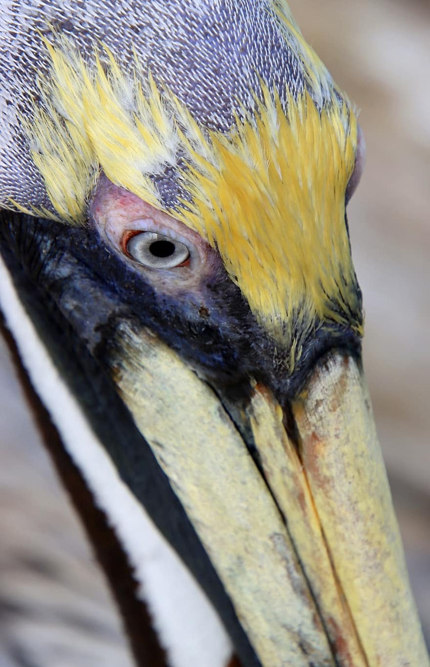 pelikan, fugl, aviær, ornitologi, næb, tæt på, fjer, dyr i naturen, dyr hoved, dyr øje, multi farvet