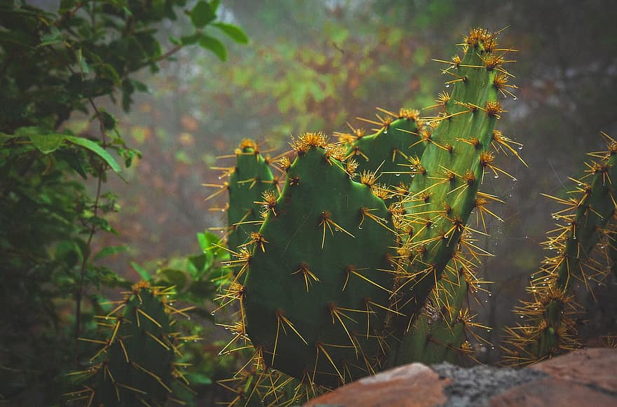 kaktuss, augu, raksturs, zaļa, kaktusi, dārzs, flora, botānika, Meksika