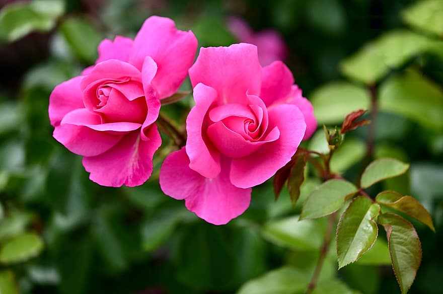 Rose, Rose Bloom, Pink, Flowers, Blossom, Bloom, Beauty, Petals, Romantic, Love