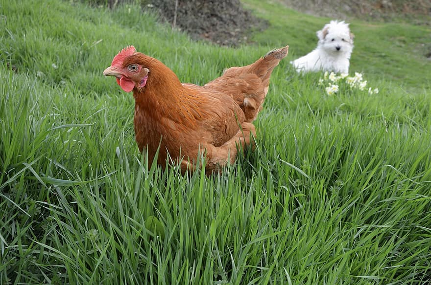 kurczak, kura, pies, trawa, podwórko, -zakres kurczaka, zwierzę hodowlane, ptak, gospodarstwo rolne, scena wiejska, rolnictwo