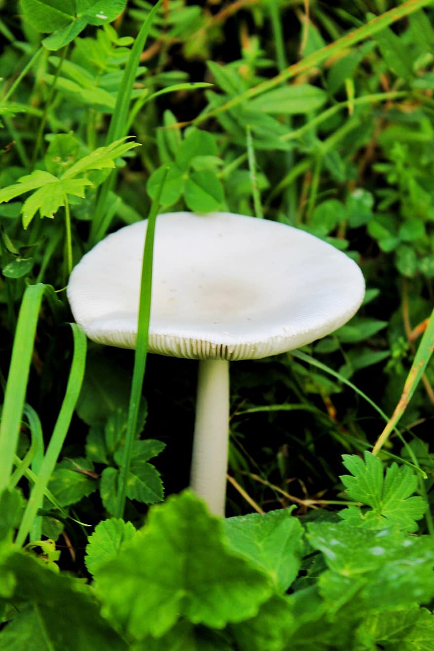 Mushroom, Grass, Plants, Fungus, Leaves, Forest, Nature, Spring
