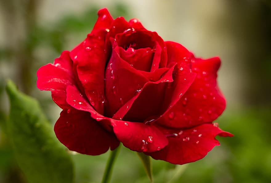 Róża, kwiat, rosa, krople rosy, płatki, czerwone płatki, czerwona róża, czerwony kwiat, Natura, kwitnąć, roślina