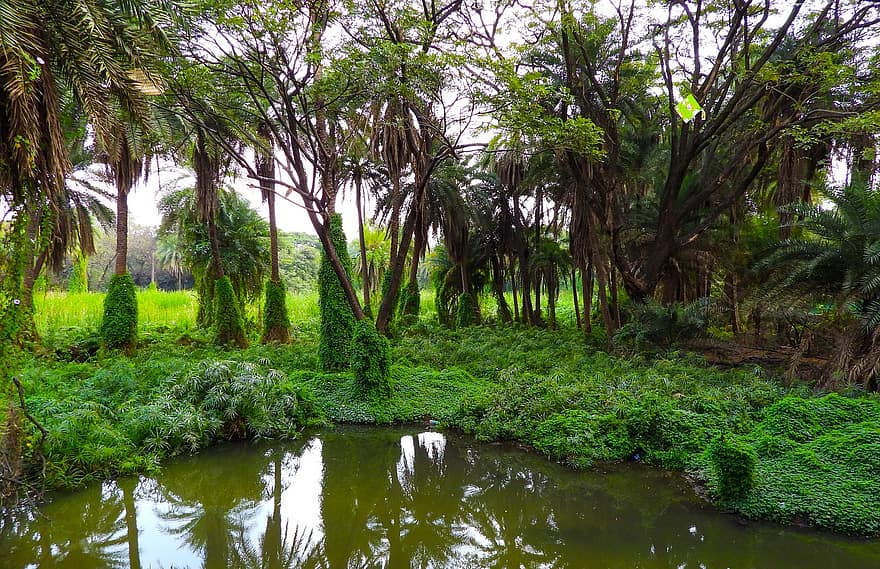 la nature, forêt, rivière, Parc zoologique de Nehru, des arbres, eau, parc naturel, Hyderabad, arbre, couleur verte, plante