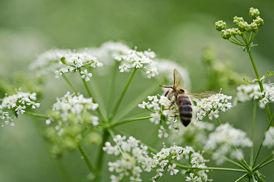 abeja, perejil de vaca, polinización, las flores, Flores blancas, campo, naturaleza, anthriscus sylvestris