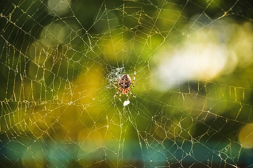 edderkop, spindelvæv, edderkoppespind, entomologi, arter, levested, web, insekt