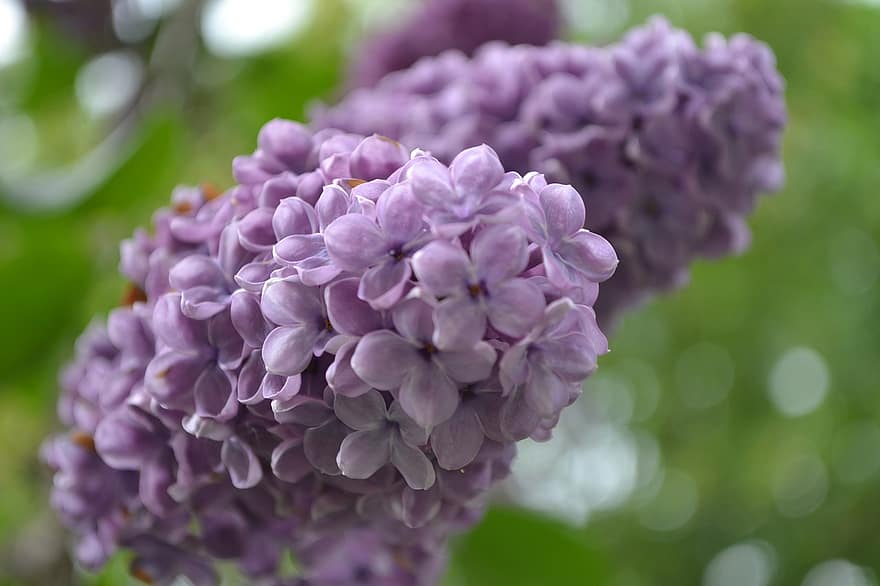 ライラック、紫の、フラワーズ、花序、紫色の花、紫色の花びら、花びら、咲く、花、フローラ、自然