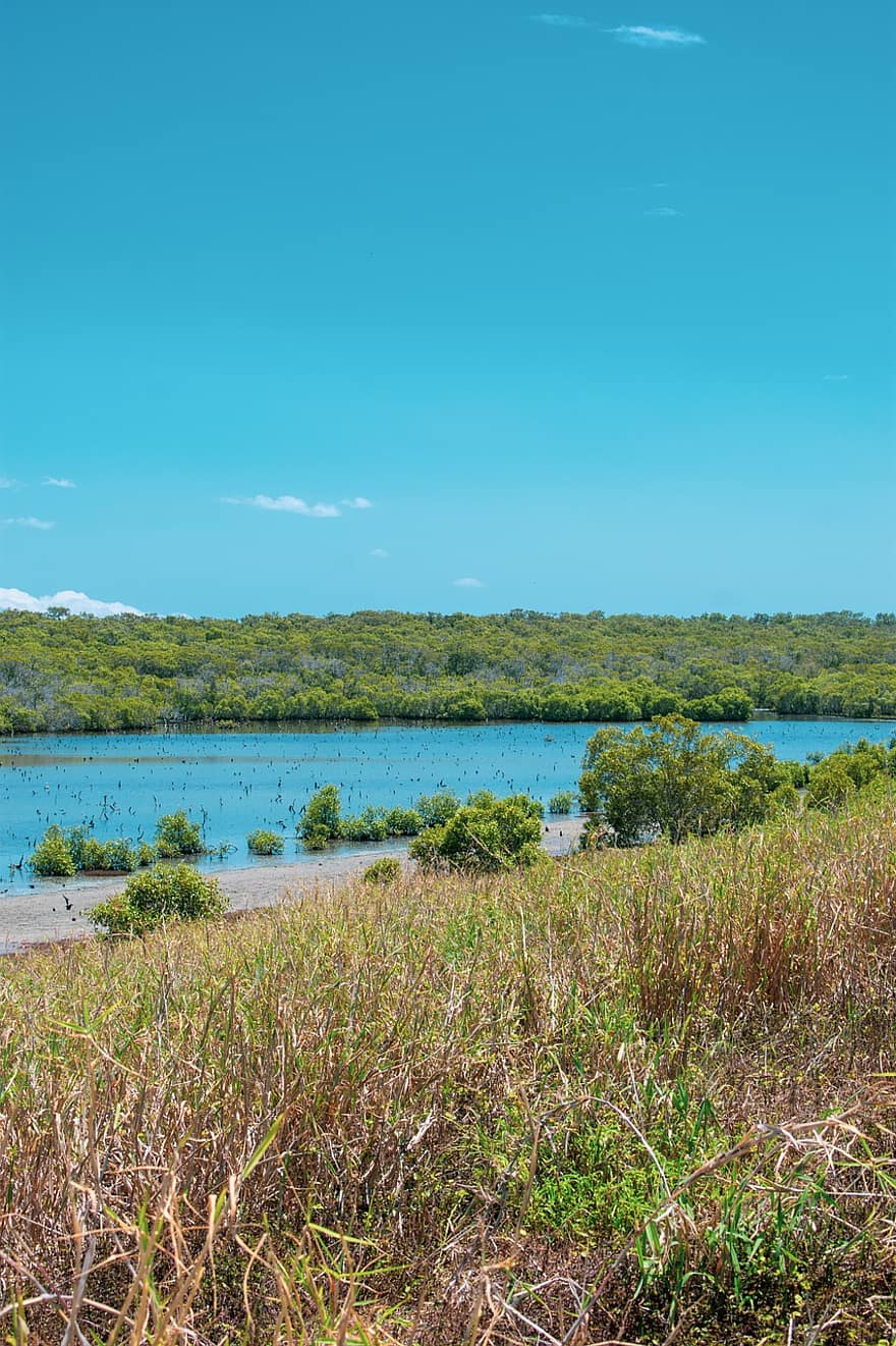 græs, kyst, Bugt, mangrover, planter, hav, ocean, landskab, turistattraktion, natur, Wynnum Mangrove Boardwalk