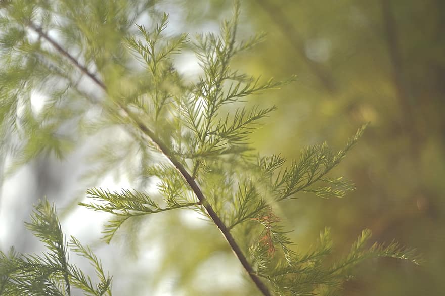skallet cypress, seder, natur, taxodium distichum, trær, tre, skog, grønn farge, blad, nærbilde, anlegg