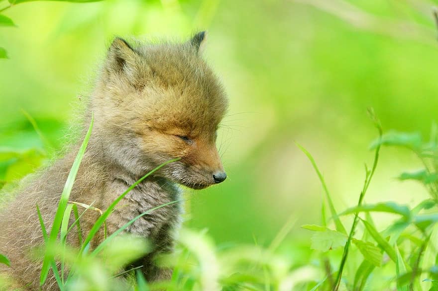 Child Fox, Fox, Child, Kawaii, Japanese, Cute, Animal, Funny, Wildlife