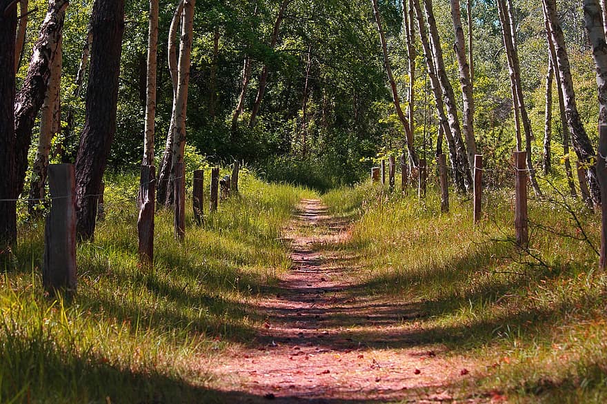 sentiero nel bosco, pista, foresta di betulle, lontano, foresta, natura, escursioni a piedi, alberi, umore, camminare, paesaggio