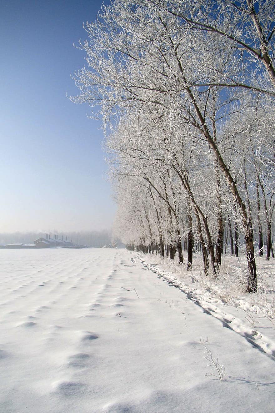 ต้นไม้, ฤดูหนาว, ธรรมชาติ, หิมะ, ฤดู, ป่า, กลางแจ้ง, หนาว, เย็นฉ่ำ, น้ำค้างแข็ง
