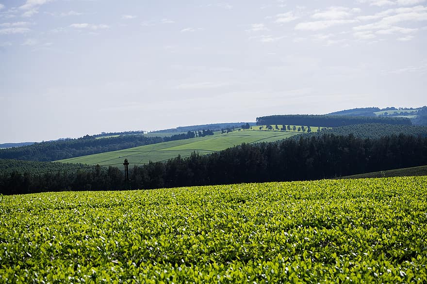 чайная плантация, Кения, сельское хозяйство, природа, сельская местность