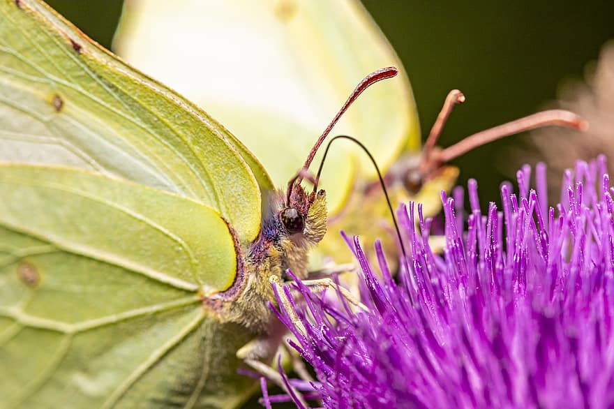 borboleta, inseto, flor, enxofre comum, natureza, animal, asa, animais selvagens, lepidópteros