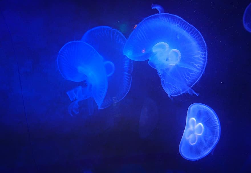 ubur-ubur bulan, di bawah air, bioluminesensi, ubur-ubur, hewan, lampu neon, air, laut, biru, sungut, pedas