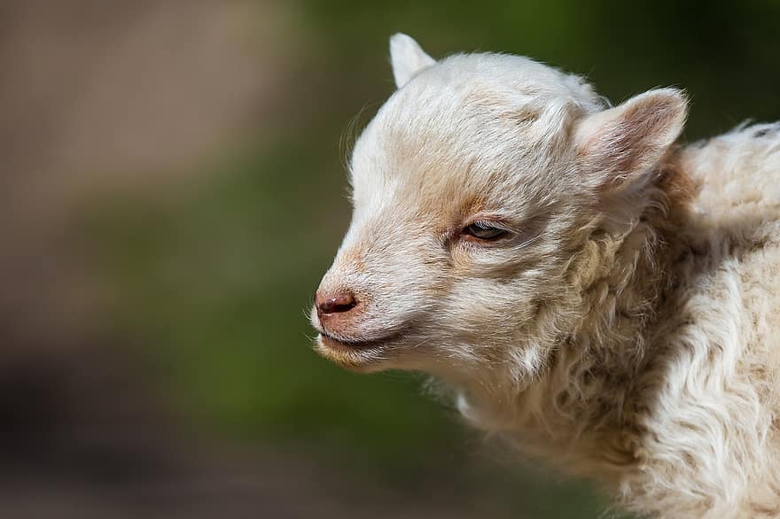 får, lamm, djur-, boskap, däggdjur, horn, ull-, vitt får, lantbruk, bruka, jordbruk