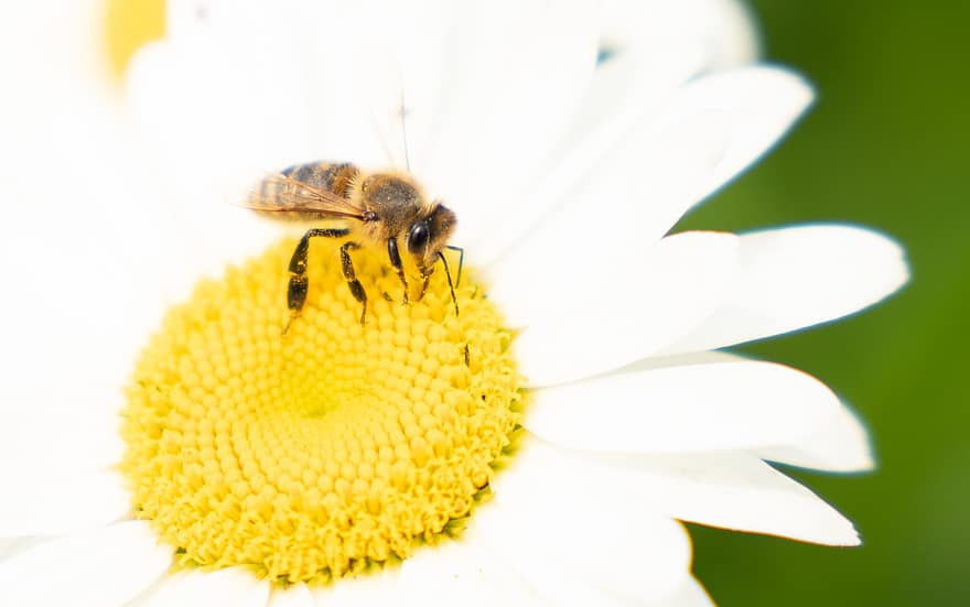 abeja, margarita, polinización, flor, insecto, naturaleza, floración