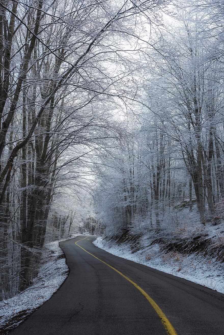 stromy, silnice, zimní, Příroda, sezóna, cestovat, průzkum, cesta, les, sníh, strom