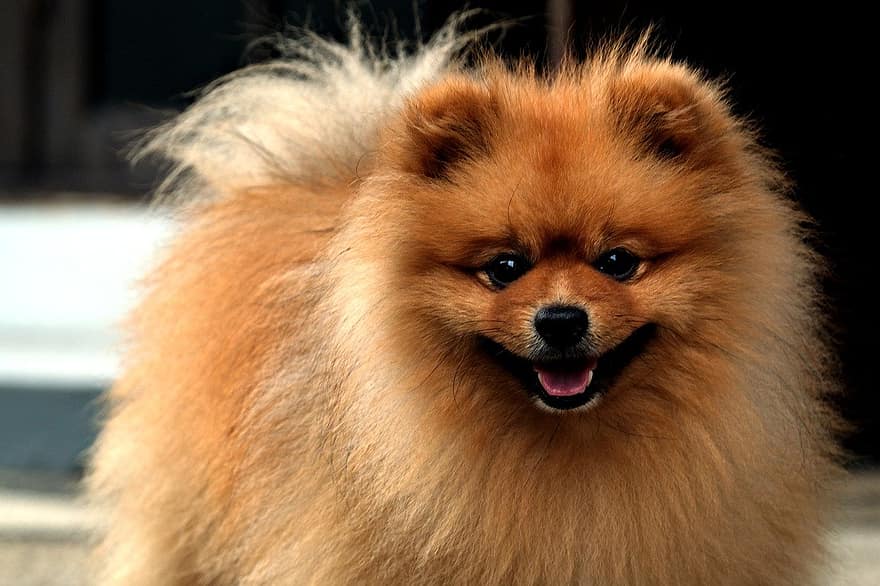 câine, Pomeranian, animal de companie, animal, canin, mamifer, drăguţ, animale de companie, mic, cățeluș, câine de rasă pură