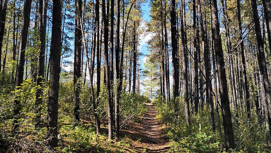erdő, nyom, fák, túraútvonal, természet, Alberta, Kanada, pálya, földút