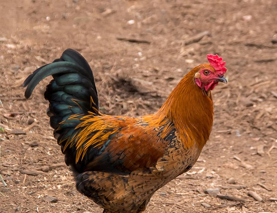 gallina, polla, pollastre, gallines, ocell, aus de corral, marró, vermell, pixabay