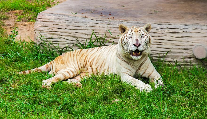 tiger, djur-, vit tiger, Zoo, stor katt, ränder, kattdjur, däggdjur, vilda djur och växter, djurliv fotografering, vilt djur