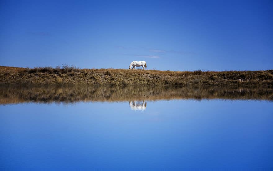 cavallo, costa, lago, acqua, riflesso d'acqua, equino, animale, pascolo, scenario, panoramico