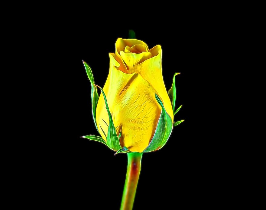 κίτρινο αυξήθηκε, τριαντάφυλλο, λουλούδι, κίτρινος, φύση, ανθίζω, άνθος, τριαντάφυλλα, κήπος, ρομαντικός, φυτό