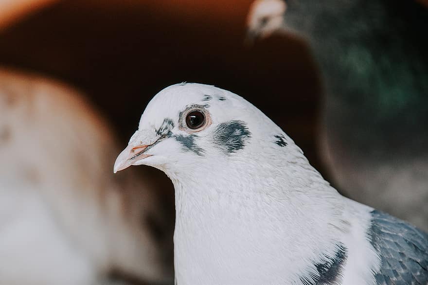 Pigeon, Dove, Head, Beak, Bill, Feathers, Plumage, Animal, Bird, Closeup, Fauna