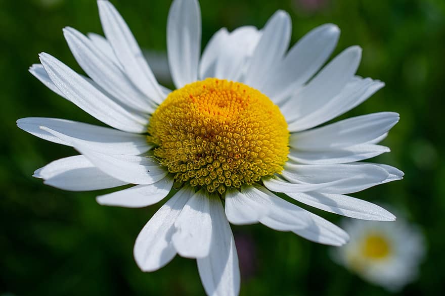 Daisy, Flower, Petals, Shasta Daisy, White Flower, Leucanthemum, Bloom, Blossom, Ornamental Plant, Plant, Flora