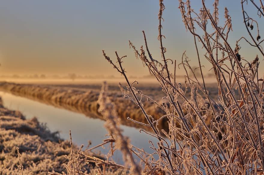 Reed, Hoarfrost, Dawn, Winter, Ditch