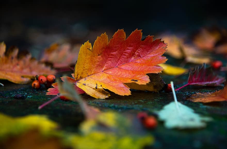 efterår, blade, løv, efterårsblade, efterårsløv, efterår farver, efterårssæson, falde blade, falde farver, natur
