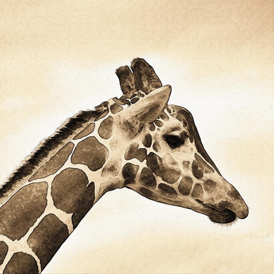 Giraffe, Animal, Savannah, Mantle, Zoo, Nature, Wild, Spotted, Manto, Fauna, Safari