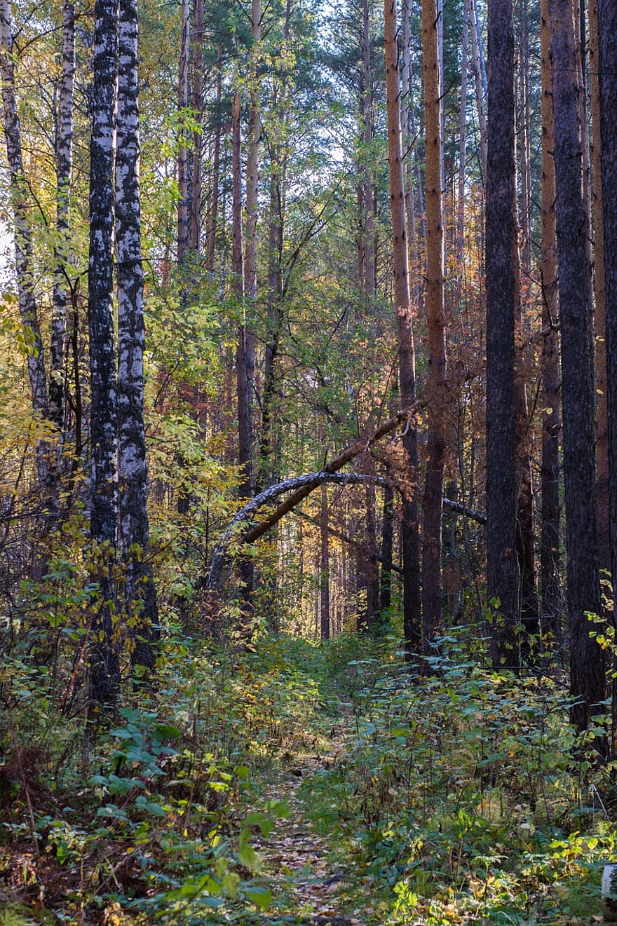 hutan, pohon, Daun-daun, dedaunan, lembar, musim gugur