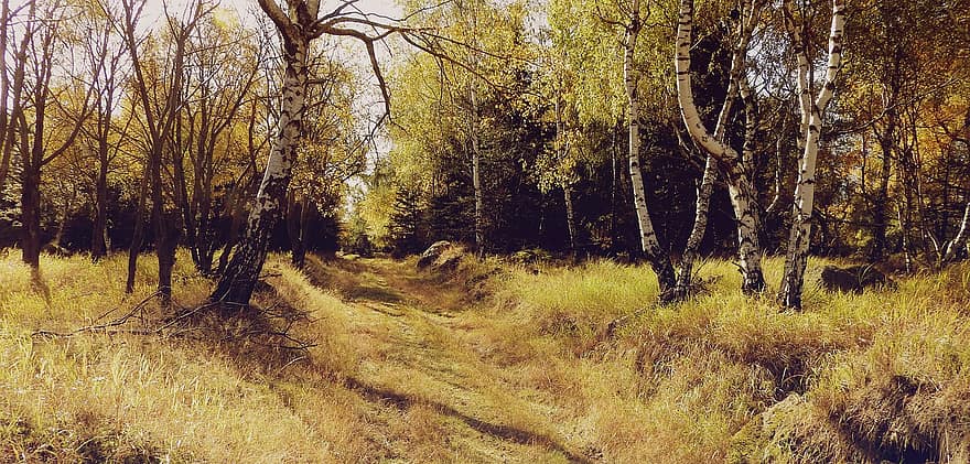 hutan, Birch, birchen, belukar, dedaunan, jejak, jalan, gunung, alam, di musim gugur, malam