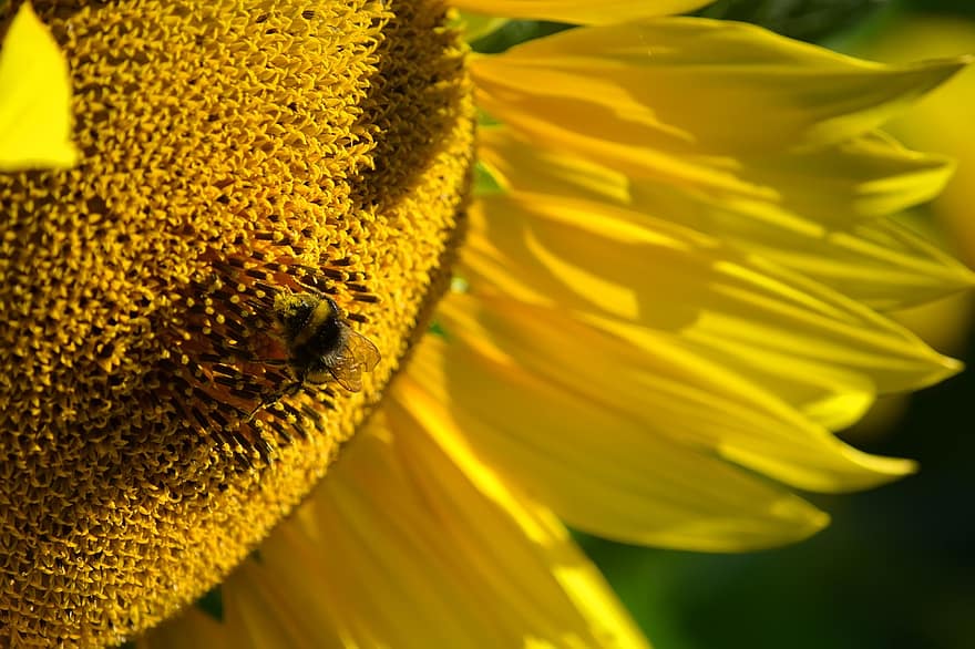 соняшник, квітка, пелюстки, джміль, бджола, комаха, помилка, пилок, природи, сад, сонце