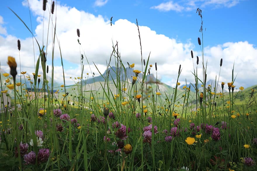flori alpine, flori, fundal, vegetal, alpin, a inflori, inflori, înflorire, Austria, flori de munte, luxuriant