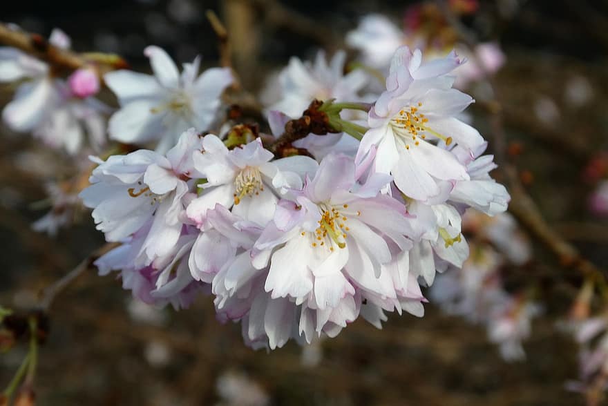 Winterblühende Kirsche, Kirschblüten, weiße Blumen, blühen, Frühling, Flora, Blume, Nahansicht, Pflanze, Blütenblatt, Blütenkopf
