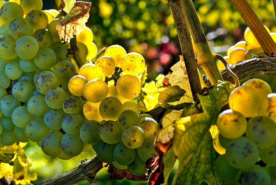 fruta, uvas, videiras, viticultura
