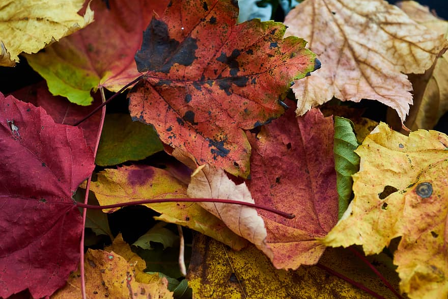efterår, blade, baggrund, blad, natur, assorteret, taksigelse, halloween, sæson-, ahorn, træ