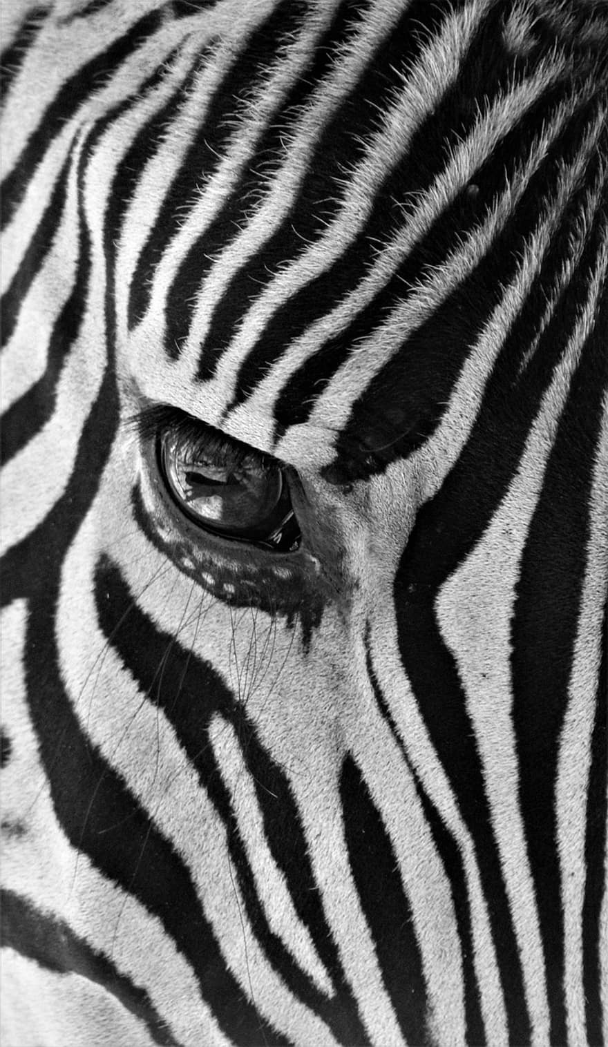 zebra, zebra's oog, zebra strepen, zoogdier, Afrika, strepen, patroon, safari, natuur, dieren in het wild, detailopname