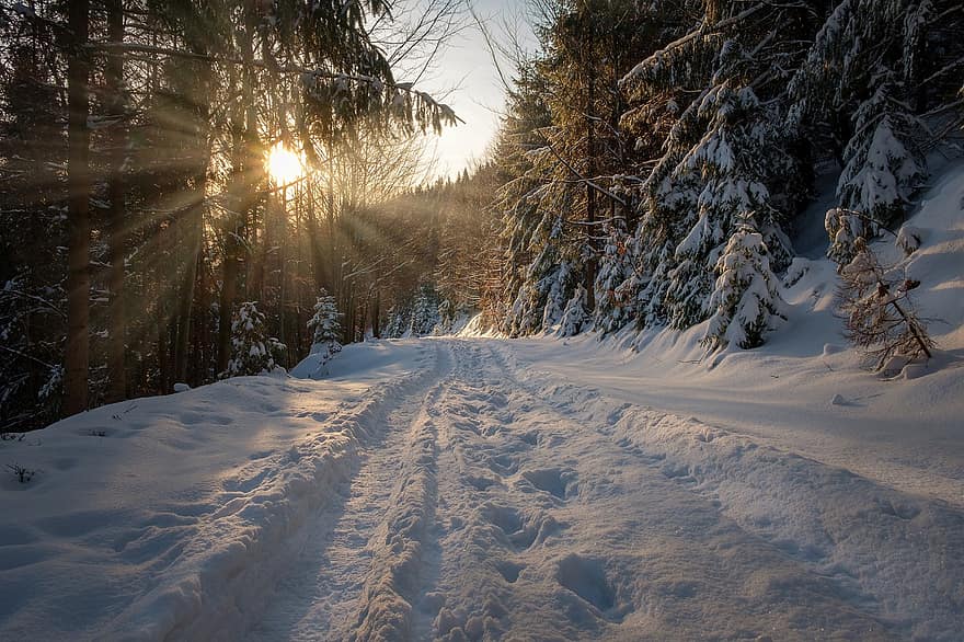 inverno, stagione, natura, alberi, la neve, all'aperto, viaggio, esplorazione, Beschidi, montagne, montagne polacche
