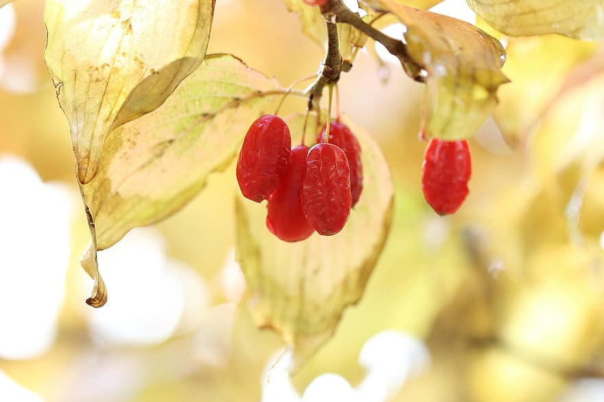 Cornus, Корнус плодове, Corni, плодове, есен, листа, шума, есенни листа, есенна листа, есенни цветове, есенния сезон