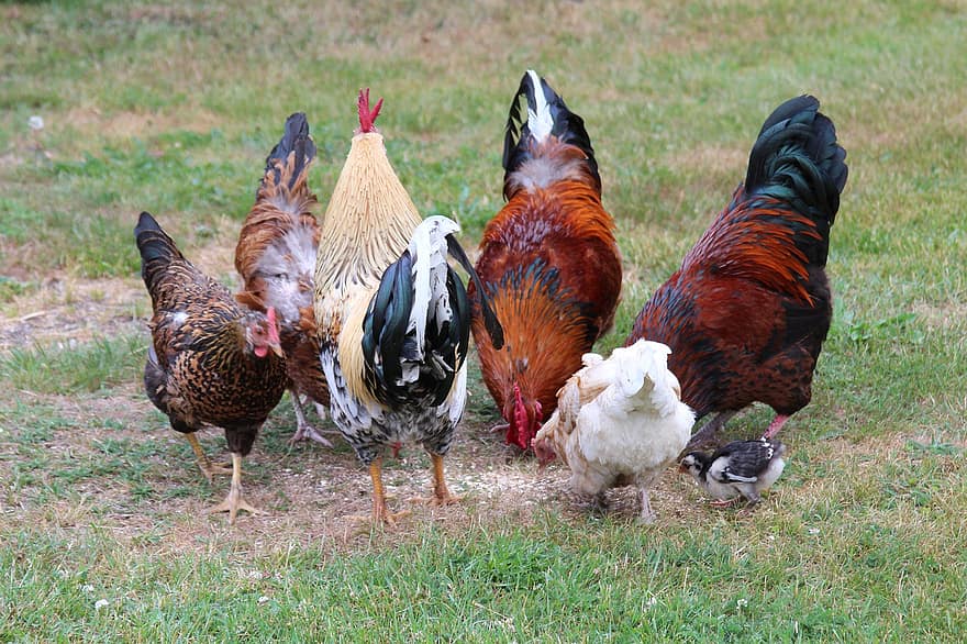 gallos, pollo, aves de corral, animales, animales de granja, granja, pájaro, hierba, ganado, gallo, agricultura