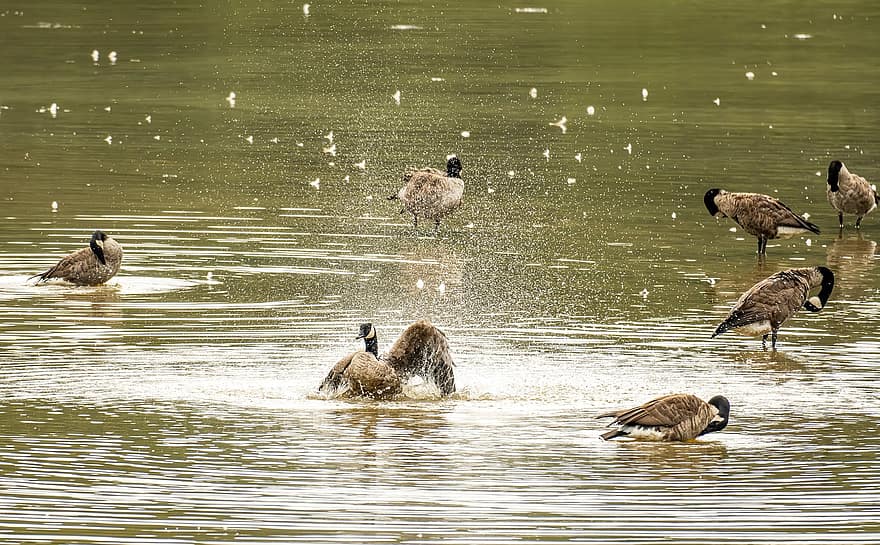 Geese Bathing, Geese Splashing, Geese, Canada Goose, Lake, Shallow Lake, Bird, Bathing, Splashing, Waterfowl, Water