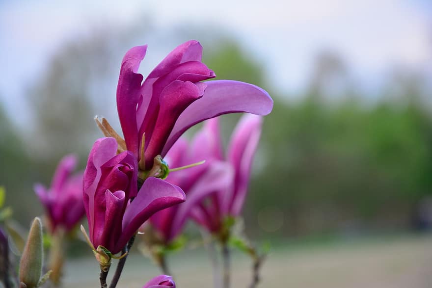 magnolia, Flores rosadas, las flores, naturaleza, macro, de cerca, planta, flor, pétalo, cabeza de flor, hoja