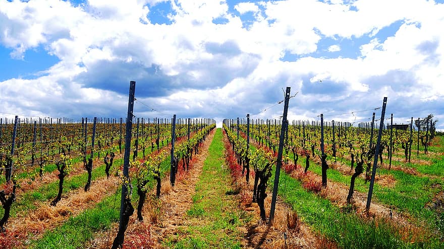 kebun anggur, pemeliharaan anggur, pertanian, musim semi, pemandangan, cleebronn, jerman